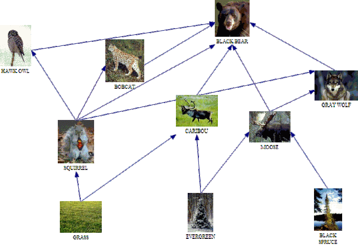 Taiga food chain flow energy tundra