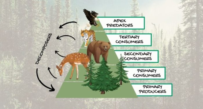 Food chain in the taiga