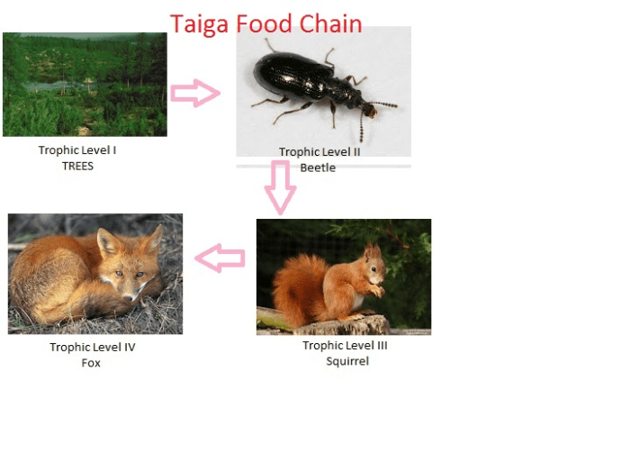 Temperate food forest chain rainforest deciduous web chains webs ecosystem coniferous taiga biome wolf project animals weebly diorama animal energy