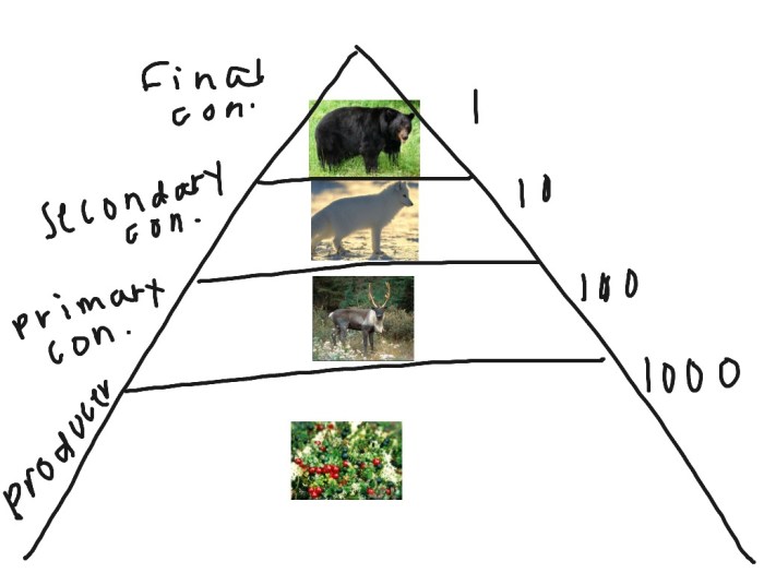 Food chain in the taiga