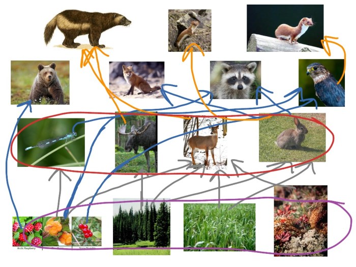 Food taiga chain web animals plants moose biome forest boreal bear examples wolf example snowshoe species taigas gray weebly snow