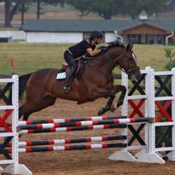 Horse legs hind standing rearing stallion his stock alamy hanoverian