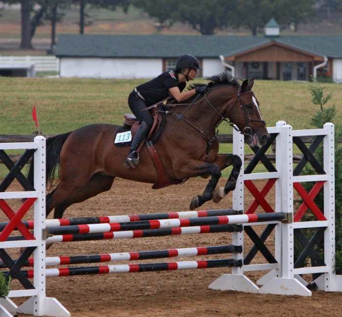 Horse legs hind standing rearing stallion his stock alamy hanoverian