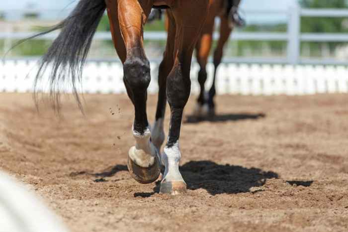 Horse twisting hind leg when walking