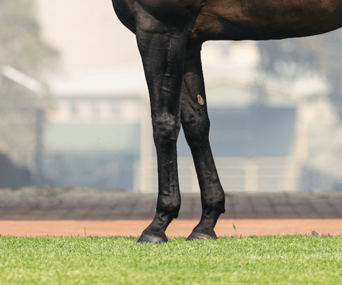 Horse twisting hind leg when walking