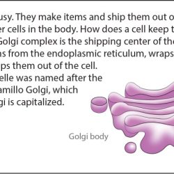 Golgi apparatus pick up lines