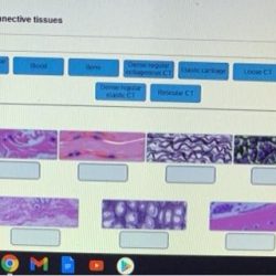 Muscle tissue drawing skeletal types anatomy cell muscular biology smooth cells human body cardiac diagram tissues muscles histology fibers labelled