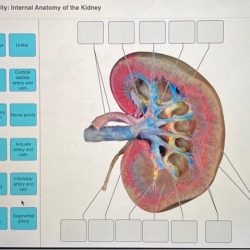 Urinary kidney renal physiology nursecepts flow urinarysystem functions kidneys structures health filtered