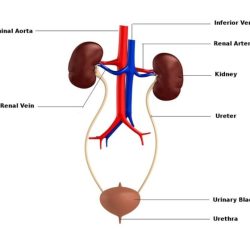 Rn learning system medical-surgical renal and urinary practice quiz