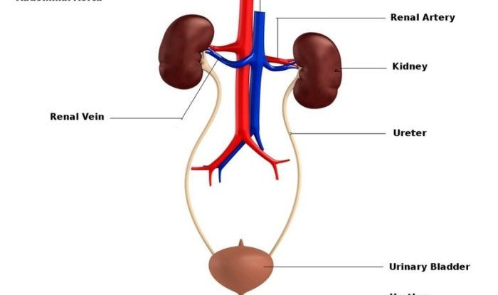 Rn learning system medical-surgical renal and urinary practice quiz