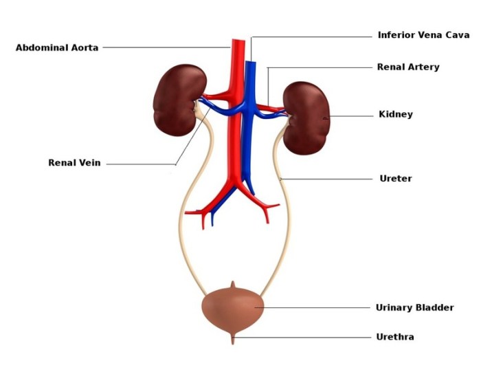 Rn learning system medical-surgical renal and urinary practice quiz